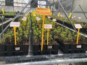 L’agricoltura salentina che è andata oltre gli ulivi conquistando il mondo con il melograno e i frutti tropicali: il successo di Cairo & Doutcher - Corriere Salentino