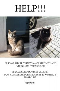 "Gattini avvelenati e uccisi": l'indignazione di una lettrice e scatta la mobilitazione - Corriere Salentino