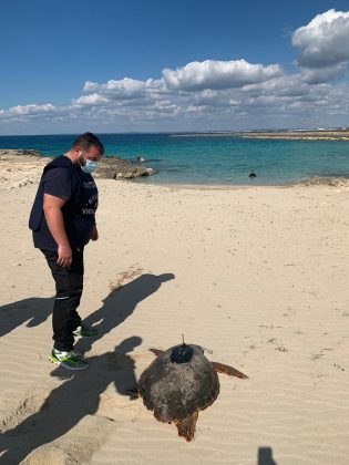 La tartaruga Giuseppina torna al mare - Corriere Salentino