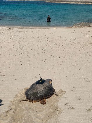 La tartaruga Giuseppina torna al mare - Corriere Salentino