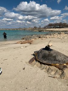 La tartaruga Giuseppina torna al mare - Corriere Salentino