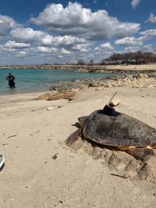 La tartaruga Giuseppina torna al mare - Corriere Salentino