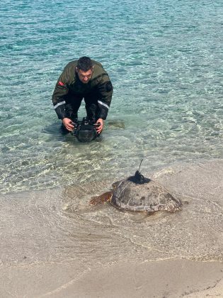 La tartaruga Giuseppina torna al mare - Corriere Salentino