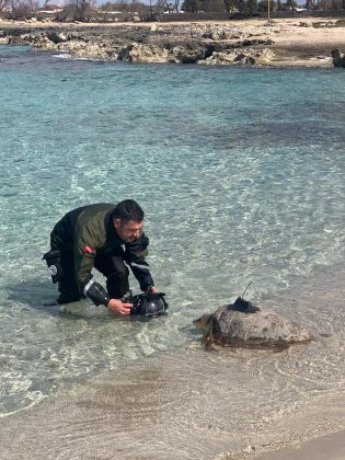 La tartaruga Giuseppina torna al mare - Corriere Salentino