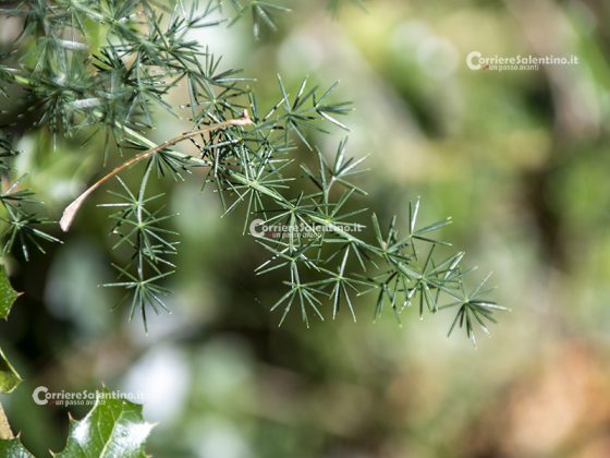 Flora e vegetazione del Salento: Asparago - Corriere Salentino