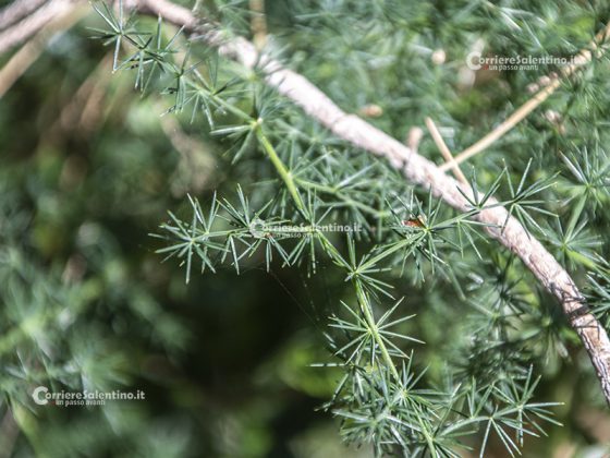Flora e vegetazione del Salento: Asparago - Corriere Salentino