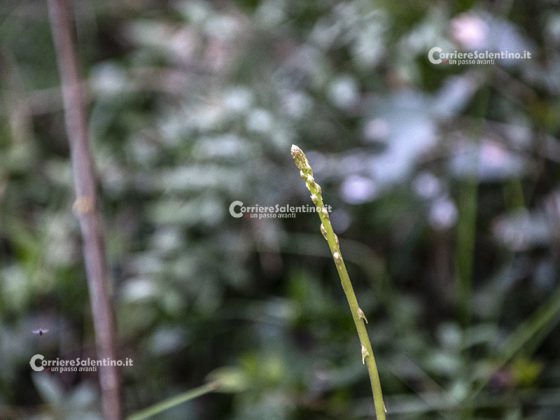 Flora e vegetazione del Salento: Asparago - Corriere Salentino