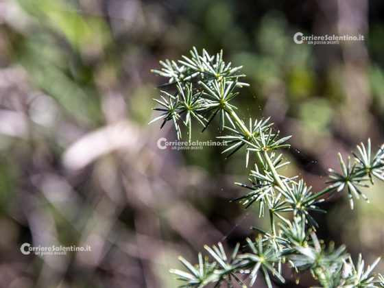 Flora e vegetazione del Salento: Asparago - Corriere Salentino
