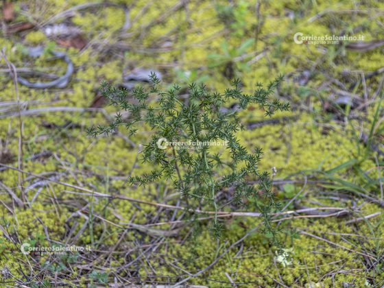 Flora e vegetazione del Salento: Asparago - Corriere Salentino