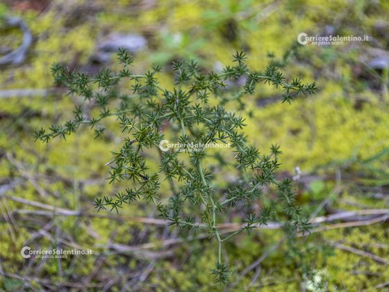 Flora e vegetazione del Salento: Asparago - Corriere Salentino
