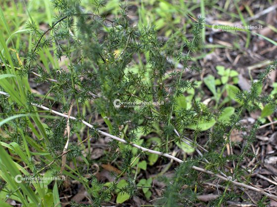 Flora e vegetazione del Salento: Asparago - Corriere Salentino