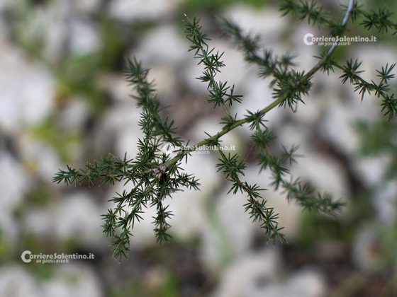 Flora e vegetazione del Salento: Asparago - Corriere Salentino