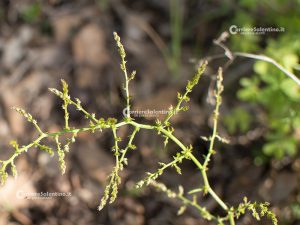 Flora e vegetazione del Salento: Asparago - Corriere Salentino