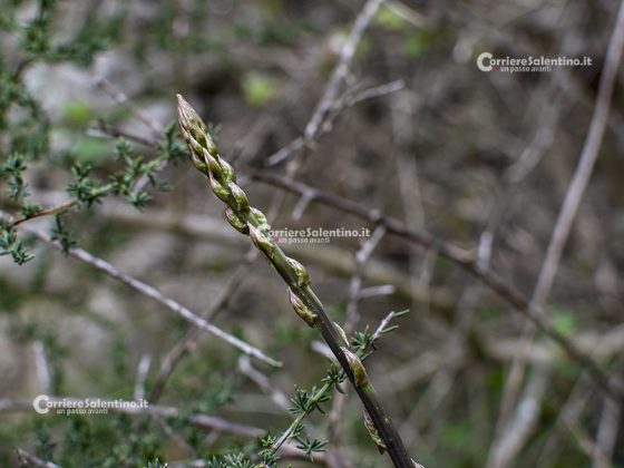 Flora e vegetazione del Salento: Asparago - Corriere Salentino