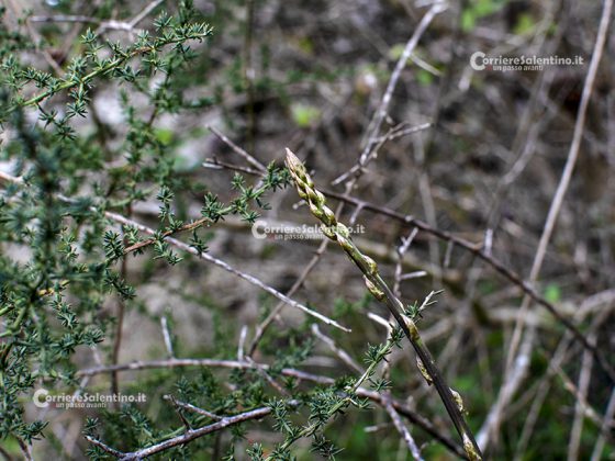 Flora e vegetazione del Salento: Asparago - Corriere Salentino