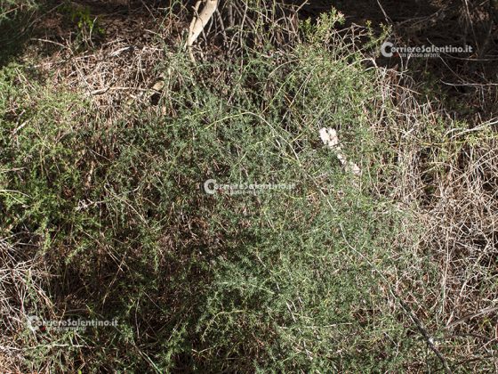 Flora e vegetazione del Salento: Asparago - Corriere Salentino