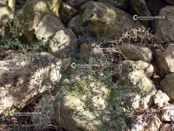 Flora e vegetazione del Salento: Asparago - Corriere Salentino