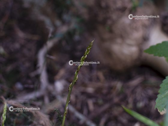 Flora e vegetazione del Salento: Asparago - Corriere Salentino
