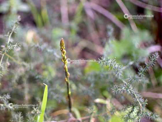 Flora e vegetazione del Salento: Asparago - Corriere Salentino