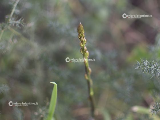 Flora e vegetazione del Salento: Asparago - Corriere Salentino
