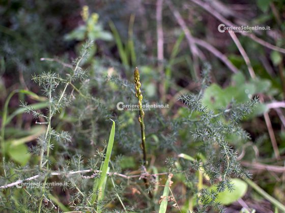 Flora e vegetazione del Salento: Asparago - Corriere Salentino