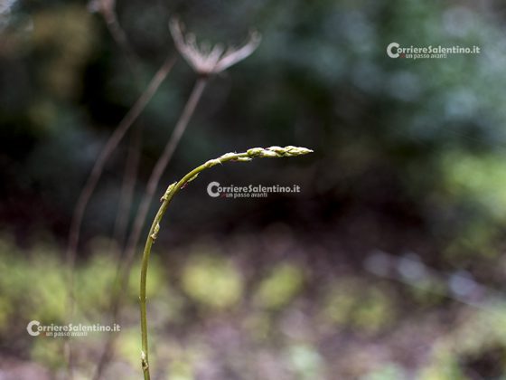 Flora e vegetazione del Salento: Asparago - Corriere Salentino