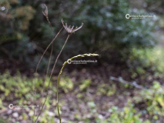 Flora e vegetazione del Salento: Asparago - Corriere Salentino