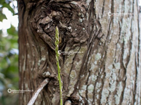 Flora e vegetazione del Salento: Asparago - Corriere Salentino