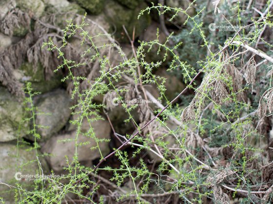 Flora e vegetazione del Salento: Asparago - Corriere Salentino