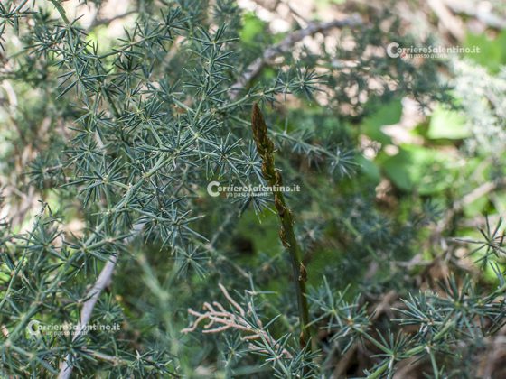 Flora e vegetazione del Salento: Asparago - Corriere Salentino