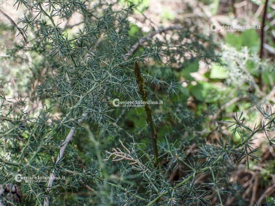 Flora e vegetazione del Salento: Asparago - Corriere Salentino