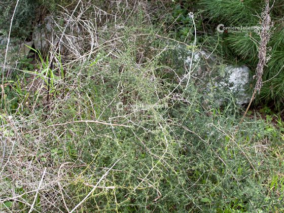 Flora e vegetazione del Salento: Asparago - Corriere Salentino