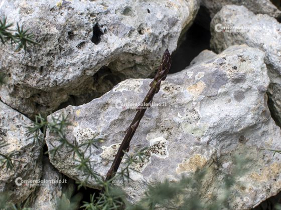 Flora e vegetazione del Salento: Asparago - Corriere Salentino
