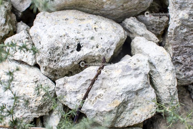 Flora e vegetazione del Salento: Asparago - Corriere Salentino