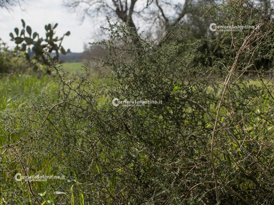 Flora e vegetazione del Salento: Asparago - Corriere Salentino