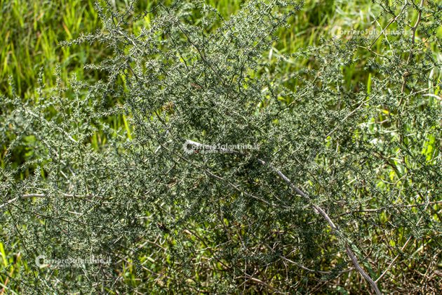 Flora e vegetazione del Salento: Asparago - Corriere Salentino