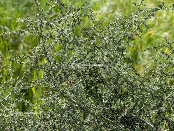 Flora e vegetazione del Salento: Asparago - Corriere Salentino