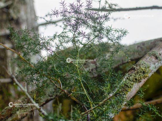 Flora e vegetazione del Salento: Asparago - Corriere Salentino