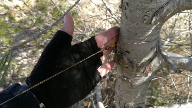 Cavo d’acciaio tra due alberi lungo il sentiero dei ciclisti: caccia agli autori del folle gesto - Corriere Salentino