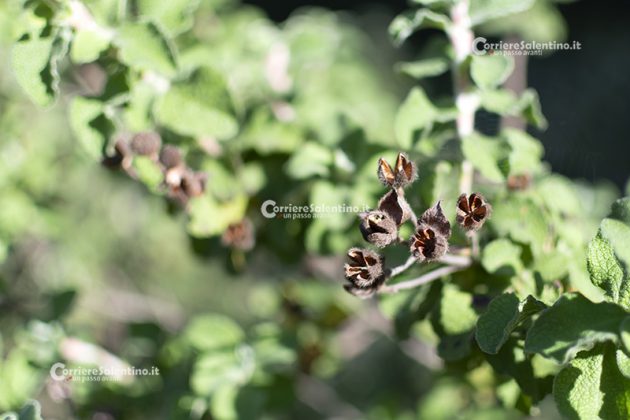Flora e vegetazione del Salento: Cisto di Creta - Corriere Salentino