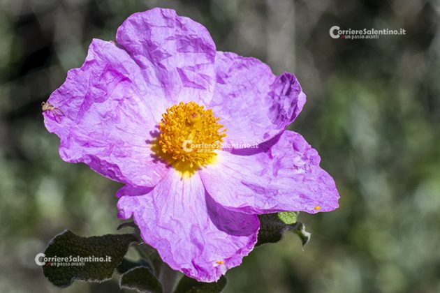 Flora e vegetazione del Salento: Cisto di Creta - Corriere Salentino