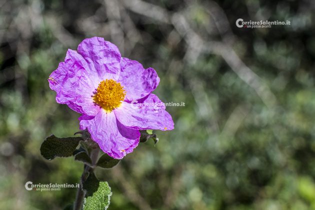 Flora e vegetazione del Salento: Cisto di Creta - Corriere Salentino
