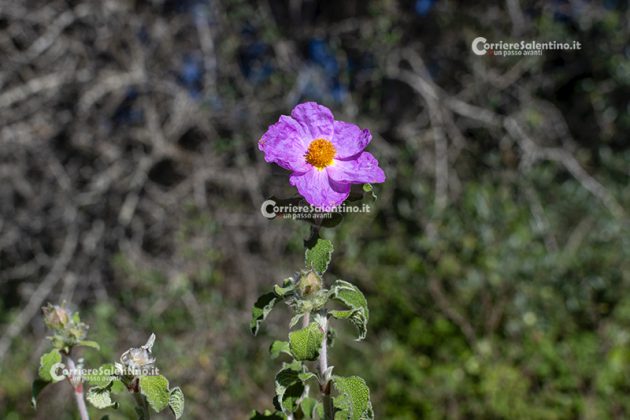 Flora e vegetazione del Salento: Cisto di Creta - Corriere Salentino