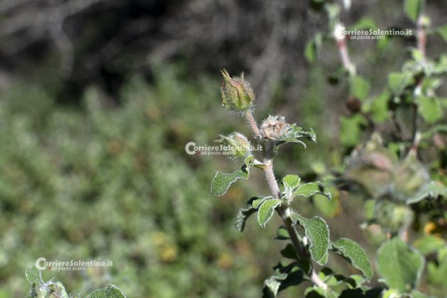 Flora e vegetazione del Salento: Cisto di Creta - Corriere Salentino