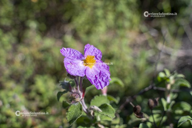 Flora e vegetazione del Salento: Cisto di Creta - Corriere Salentino