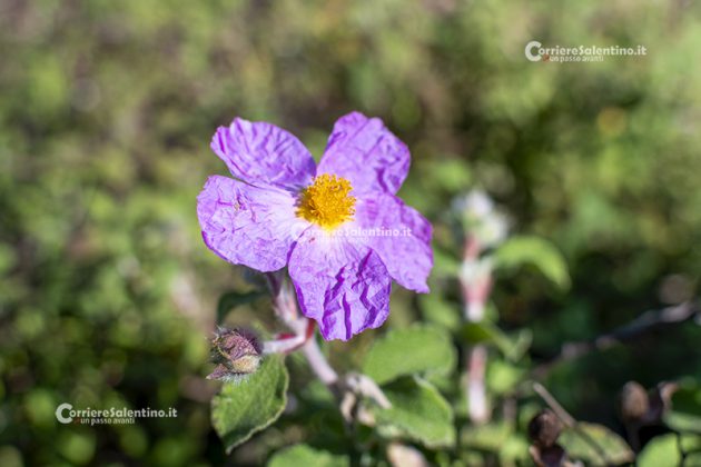 Flora e vegetazione del Salento: Cisto di Creta - Corriere Salentino
