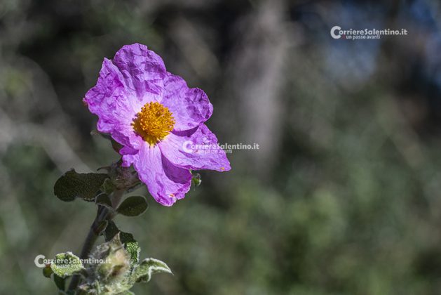 Flora e vegetazione del Salento: Cisto di Creta - Corriere Salentino