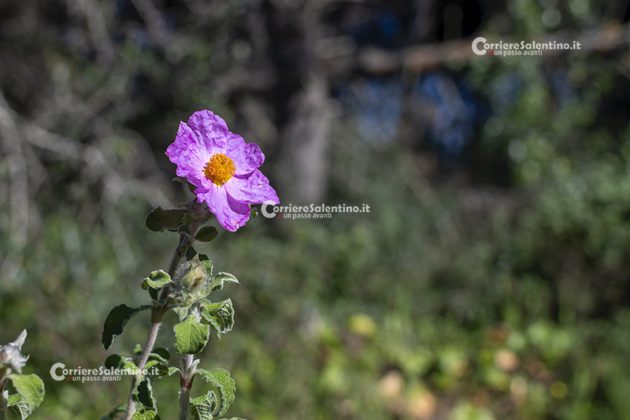 Flora e vegetazione del Salento: Cisto di Creta - Corriere Salentino
