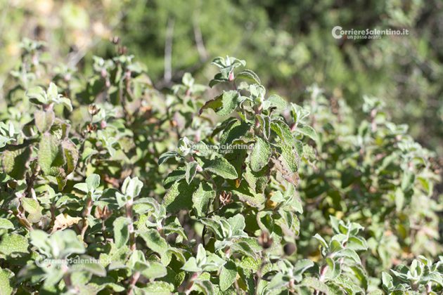 Flora e vegetazione del Salento: Cisto di Creta - Corriere Salentino