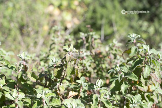 Flora e vegetazione del Salento: Cisto di Creta - Corriere Salentino
